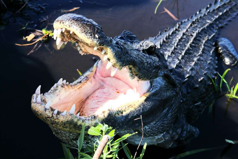 25 American Lagoons and Swamps Locals Warn You Not to Explore 11 shutterstock 2555551231