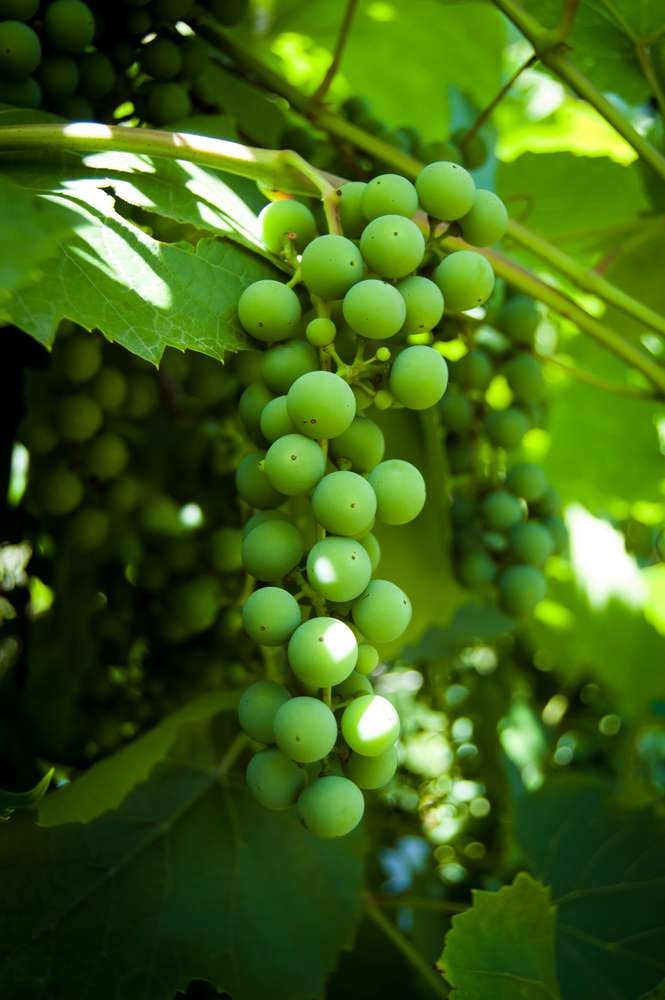 21 Unexpected U.S. Destinations for Wine Lovers 20 shutterstock 160890233