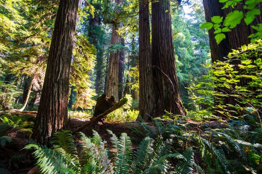 21 Forests With Unexplainable Rules Locals Actually Follow 10 shutterstock 2445416159