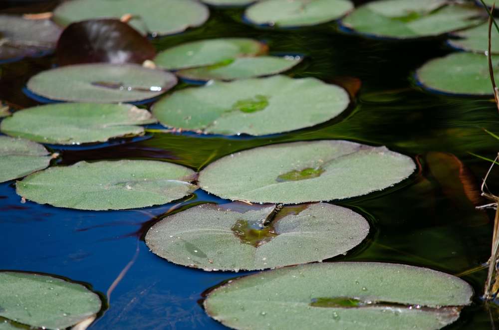 24 Beautiful U.S. Botanical Gardens You’ve Probably Never Heard Of 23 shutterstock 2481561991