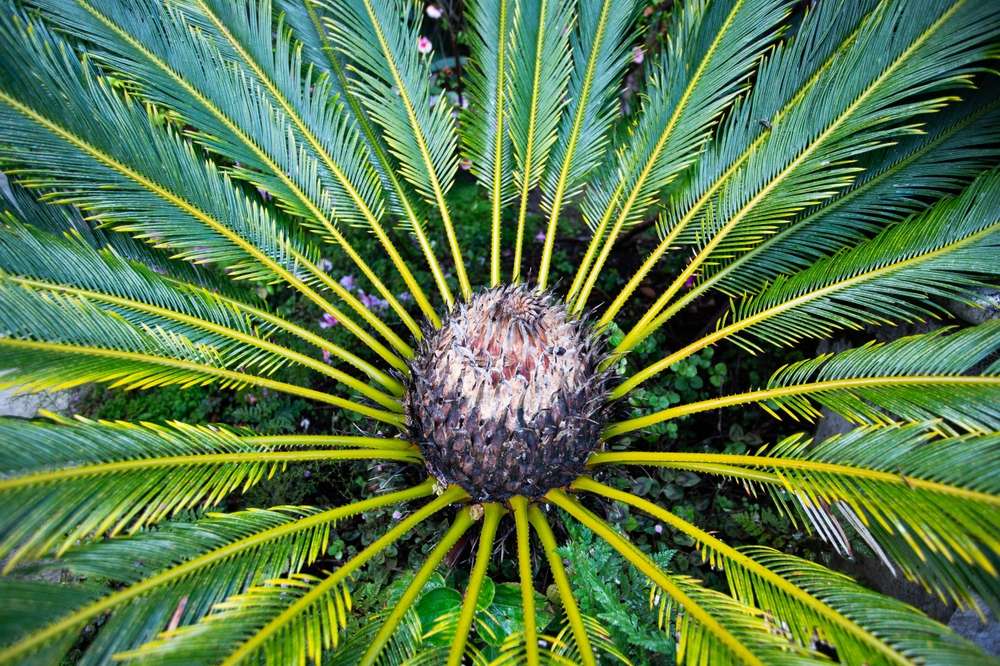 24 Beautiful U.S. Botanical Gardens You’ve Probably Never Heard Of 19 shutterstock 2629739343