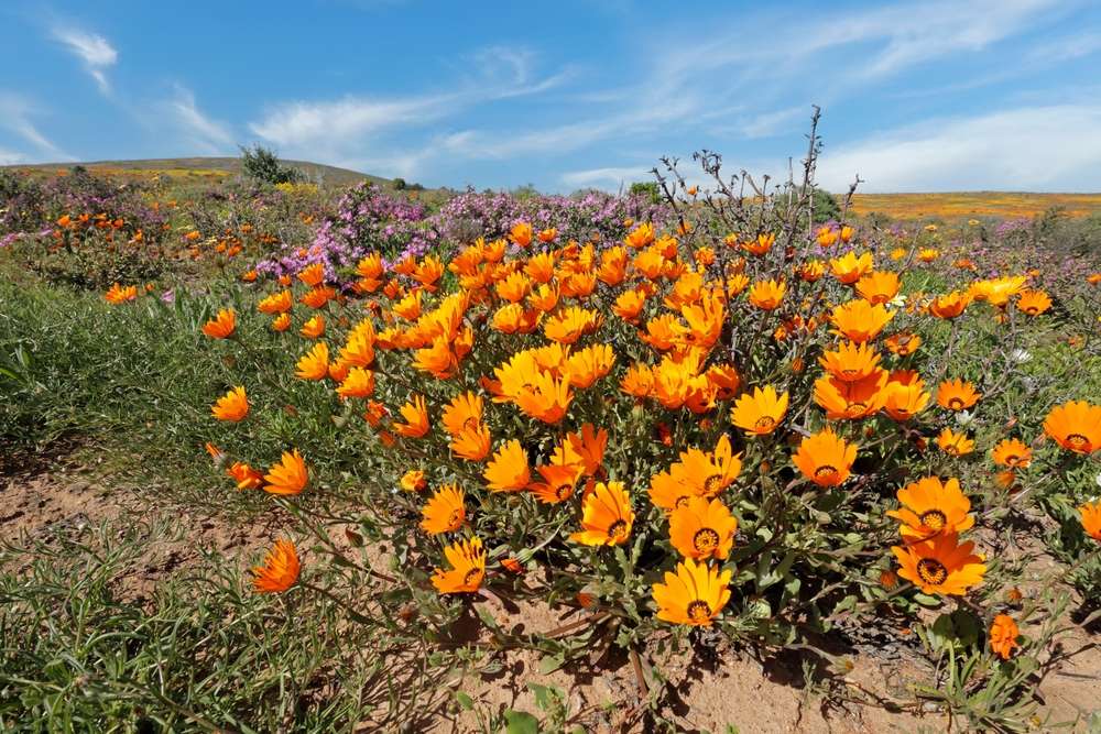 24 Beautiful U.S. Botanical Gardens You’ve Probably Never Heard Of 9 shutterstock 2681045051