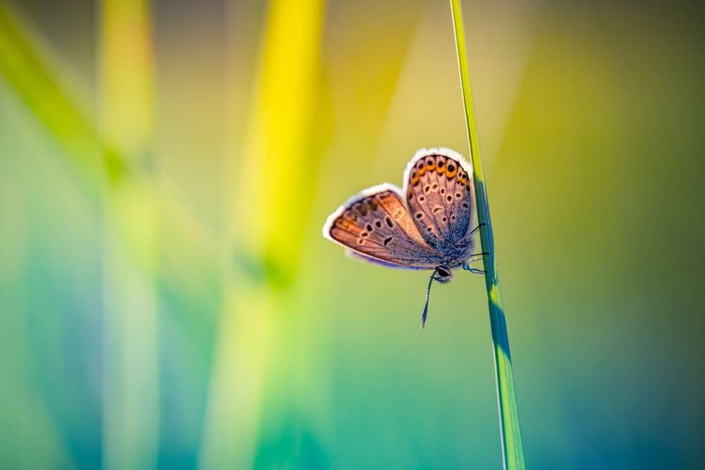 24 Beautiful U.S. Botanical Gardens You’ve Probably Never Heard Of 25 shutterstock 2681596793