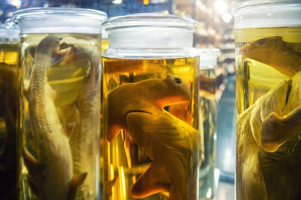 23 Strangest Places in America You Can Actually Visit 12 shutterstock 2695939065