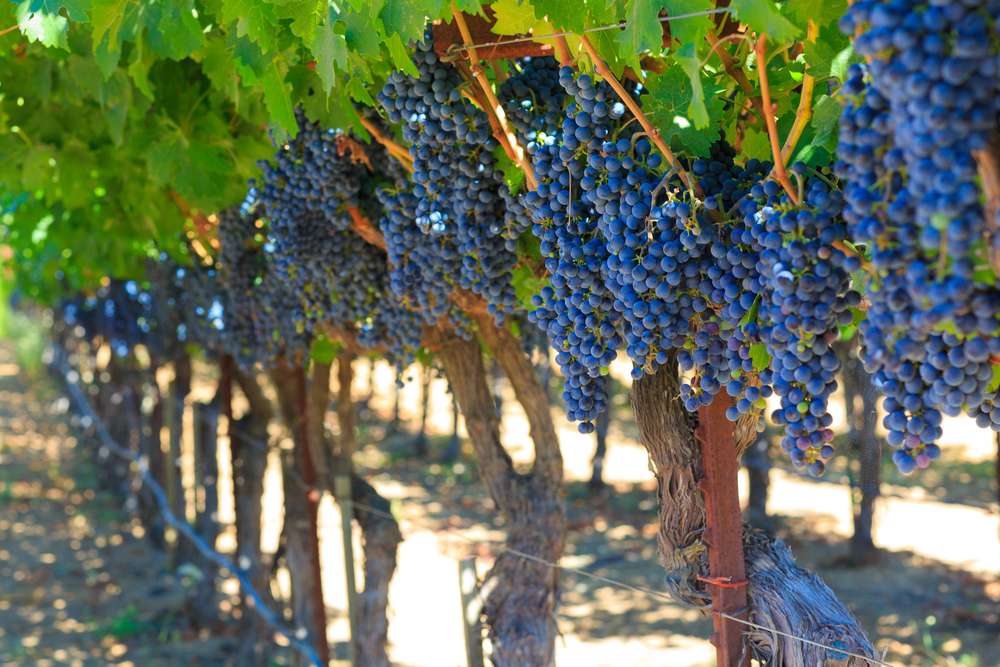 21 Unexpected U.S. Destinations for Wine Lovers 23 21 Unexpected U.S. Destinations for Wine Lovers