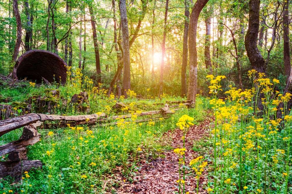 18 Eerily Silent U.S. Suburbs That Feel Straight Out of a Thriller 5 shutterstock 2291147081