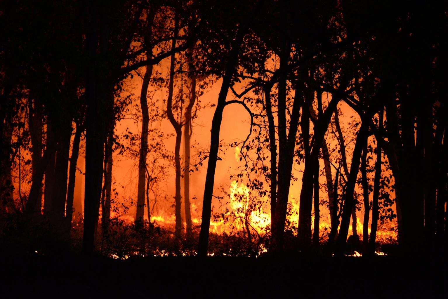 20 American Disaster Towns Forever Marked by One Terrifying Day 7 A dramatic scene of a forest fire lighting up the night with intense flames and silhouetted trees.