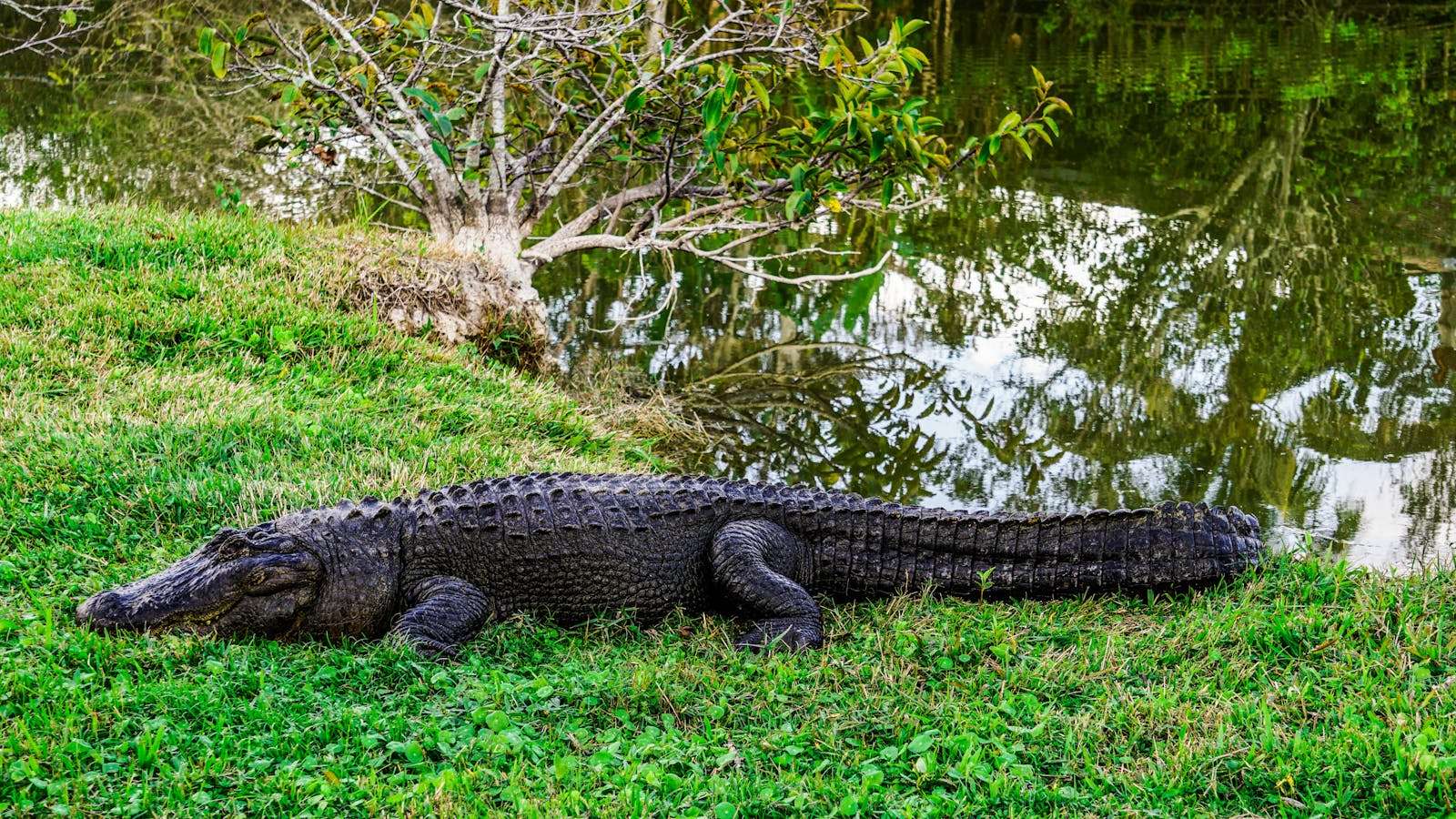 25 American Lagoons and Swamps Locals Warn You Not to Explore 22 Close-up of an American alligator resting by a swamp in Florida, reflecting serene wildlife.