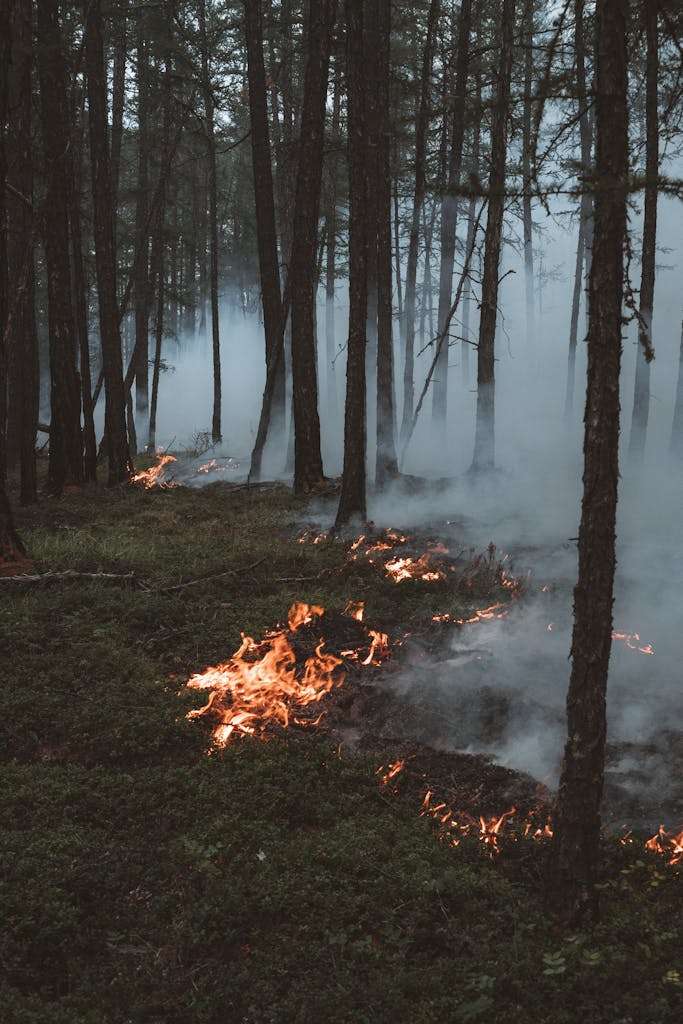 20 American Disaster Towns Forever Marked by One Terrifying Day 10 Dramatic forest fire with flames and smoke in the Yakutia region, Russia.