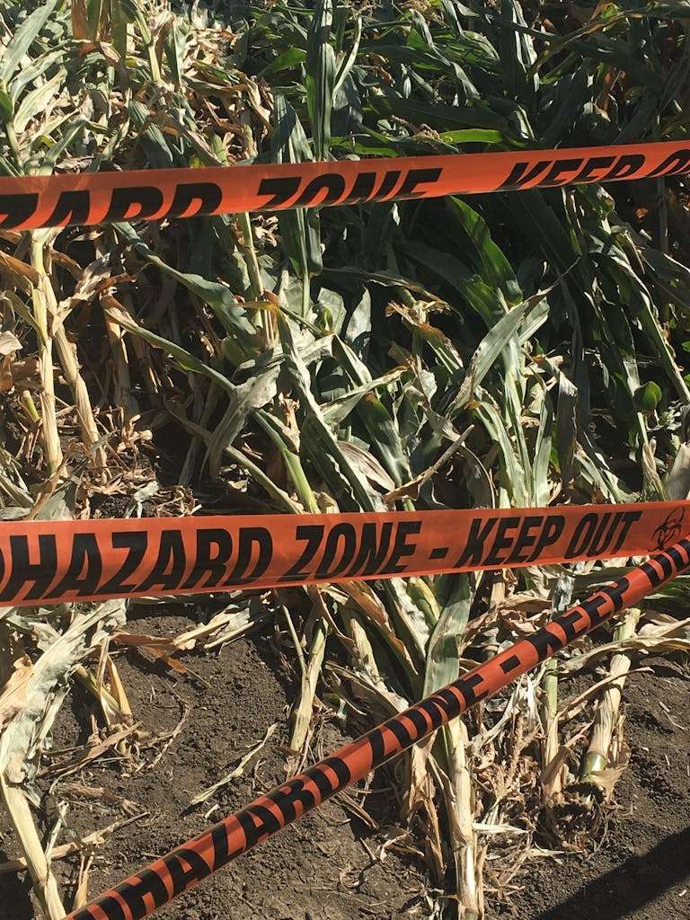 20 American Disaster Towns Forever Marked by One Terrifying Day 18 Dried corn plants behind hazard zone tape, emphasizing crop damage.