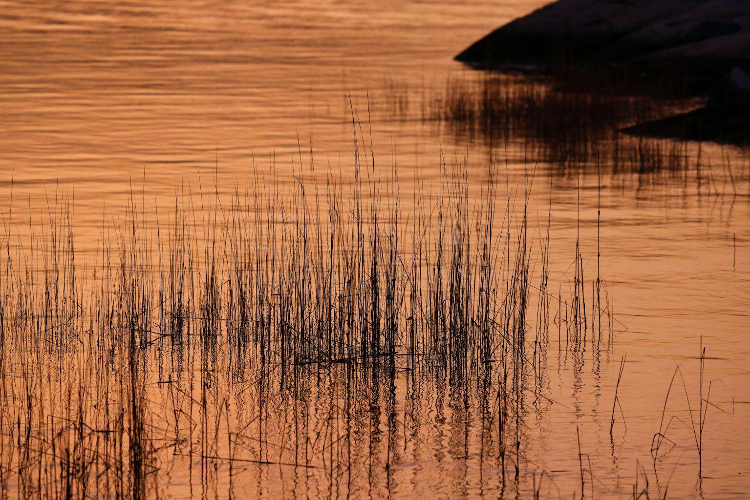 25 American Lagoons and Swamps Locals Warn You Not to Explore 19 Pexels
