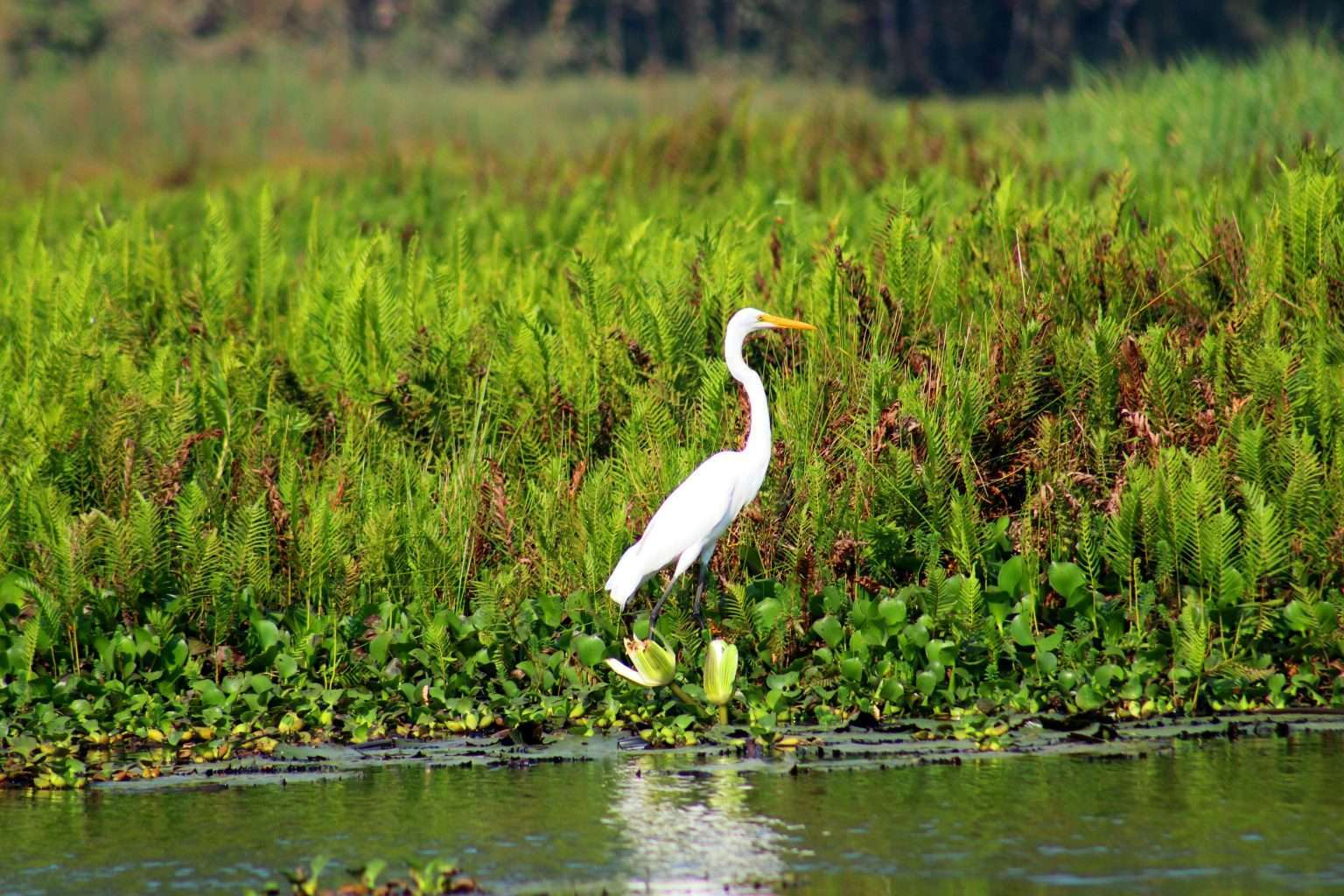 25 American Lagoons and Swamps Locals Warn You Not to Explore 17 pexels diego madrigal 162471 696997 1