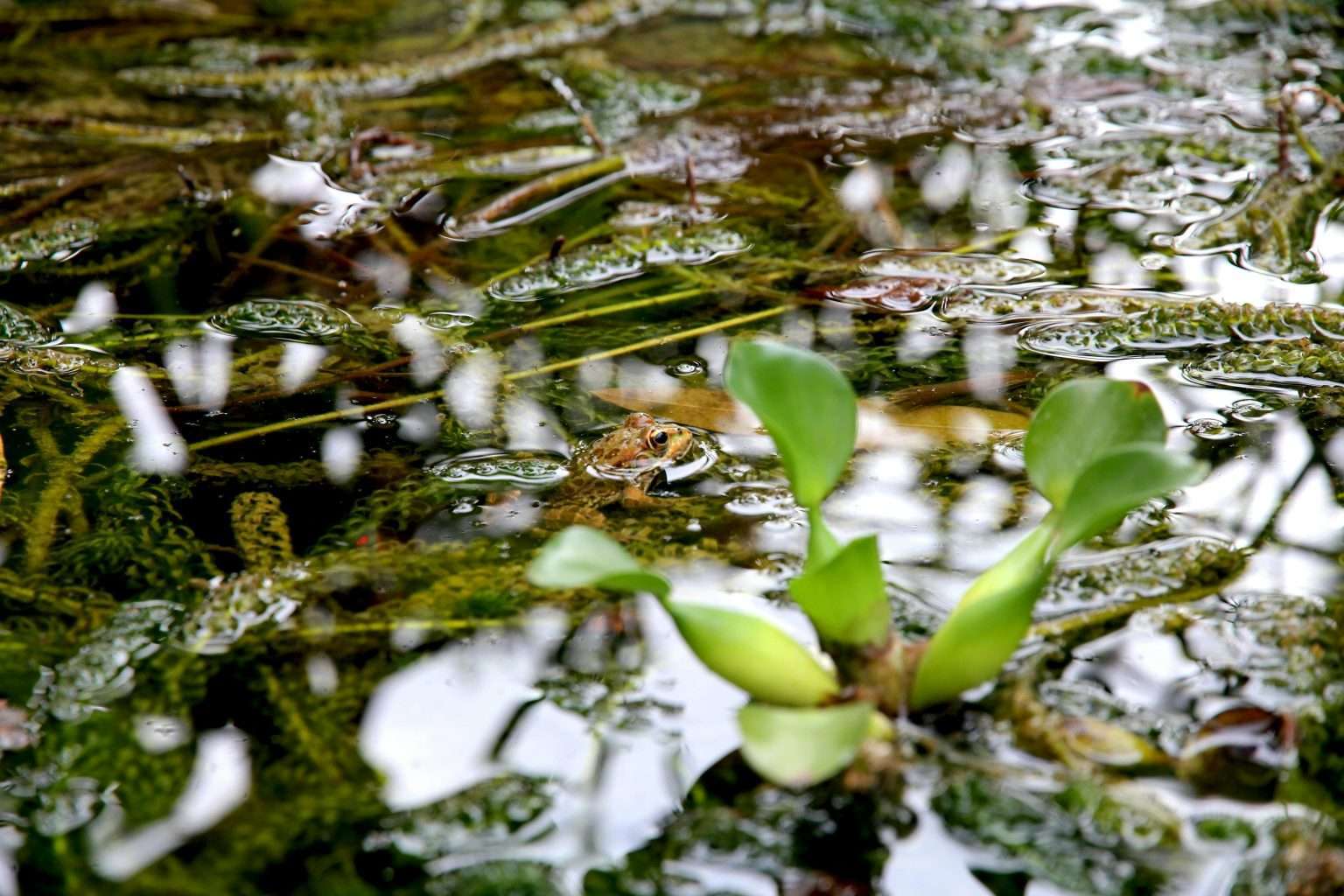 25 American Lagoons and Swamps Locals Warn You Not to Explore 8 pexels francesco ungaro 96131