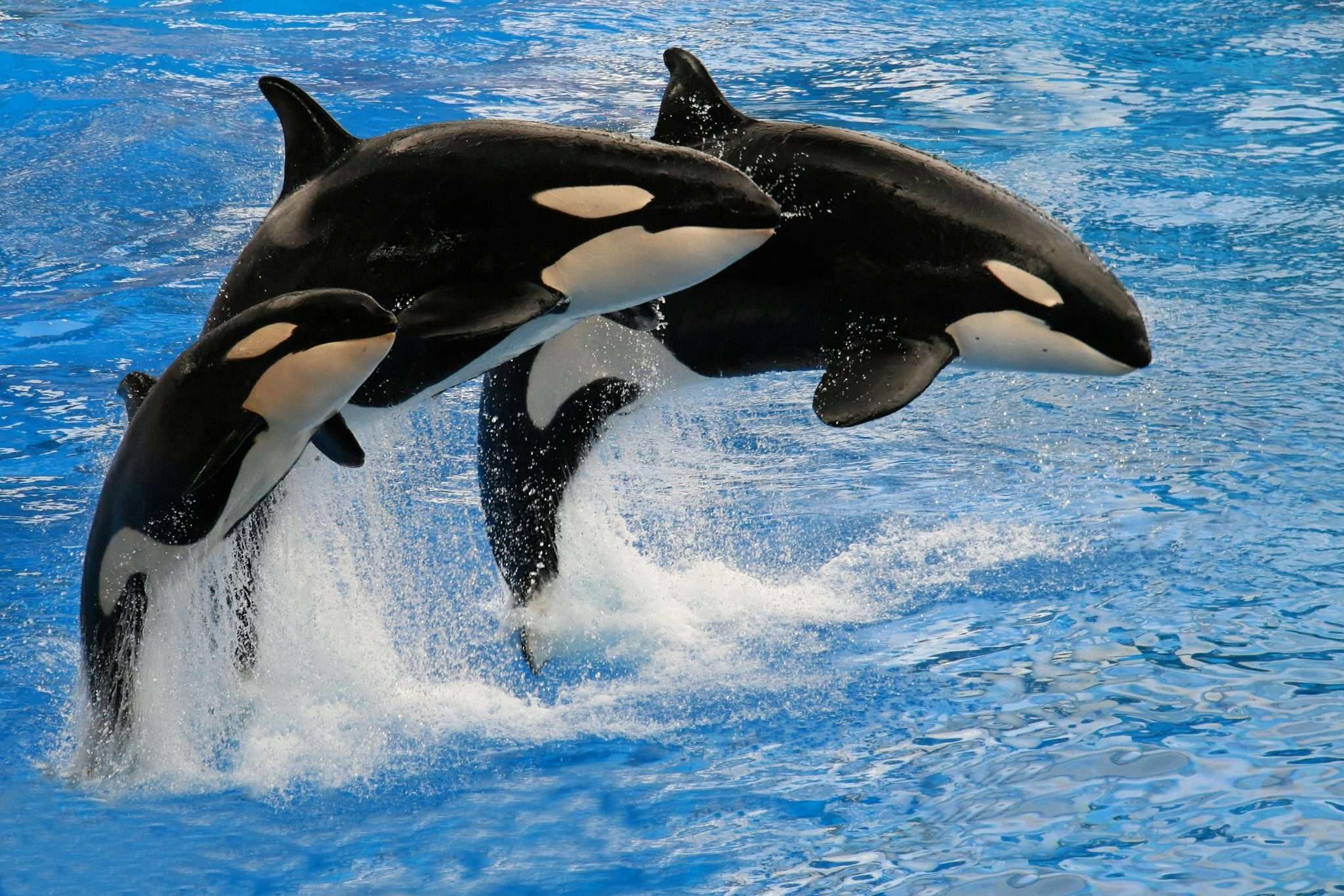 23 American Zoos and Aquariums With Controversies They Don’t Advertise 18 23 American Zoos and Aquariums With Controversies They Don’t Advertise