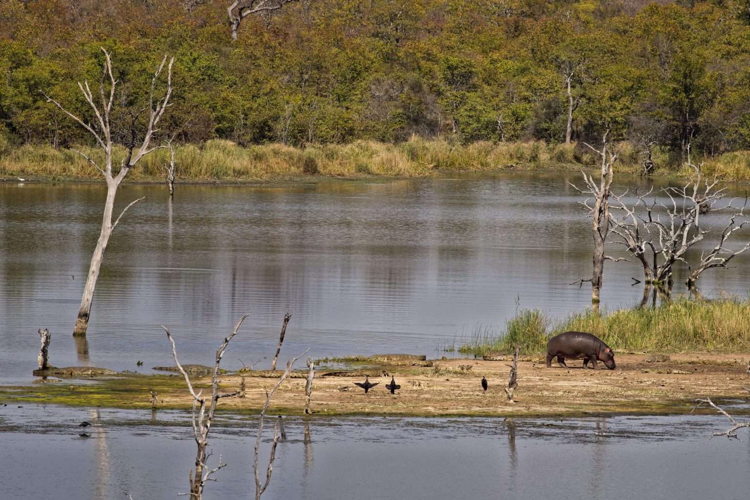 25 American Lagoons and Swamps Locals Warn You Not to Explore 9 pexels monkeytactics 750535