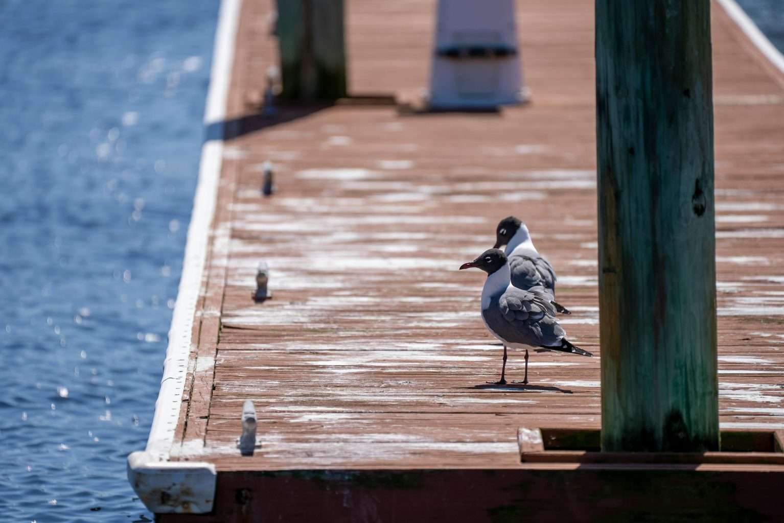25 American Beaches Locals Call Beautiful by Day, Terrifying by Night 8 pexels nc farm bureau mark 7410217