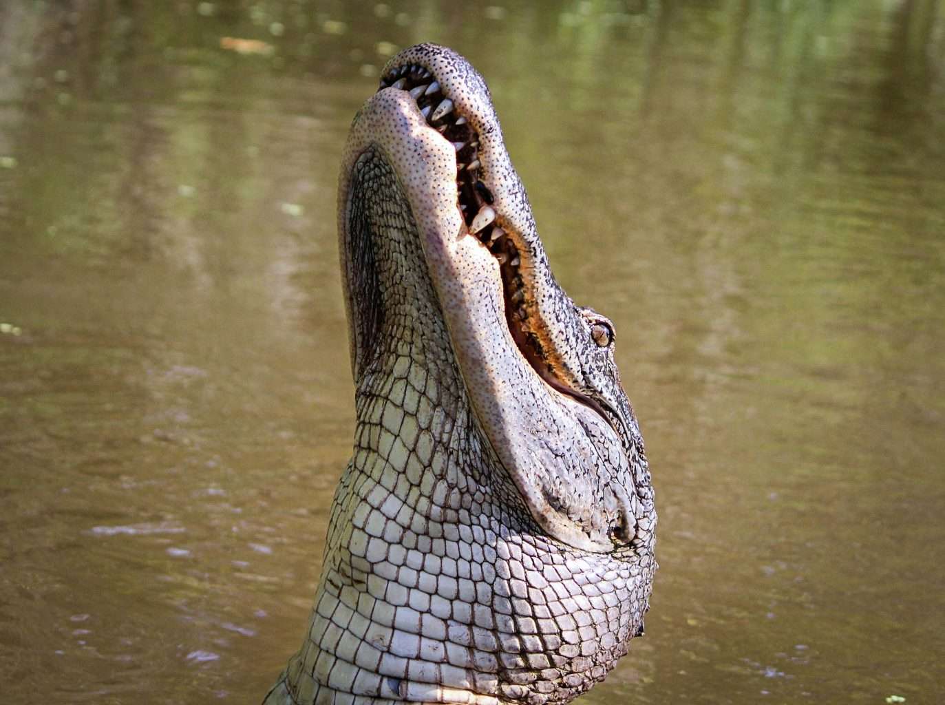 25 American Lagoons and Swamps Locals Warn You Not to Explore 4 pexels pixabay 51345
