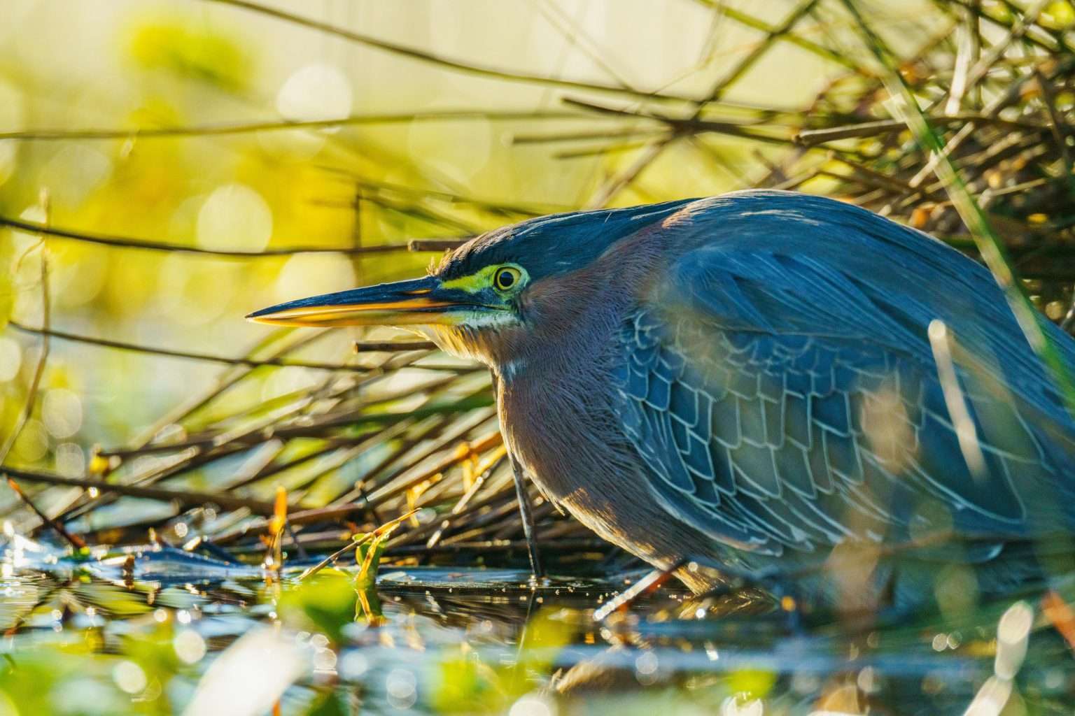 25 American Lagoons and Swamps Locals Warn You Not to Explore 16 pexels robertkso 35677015