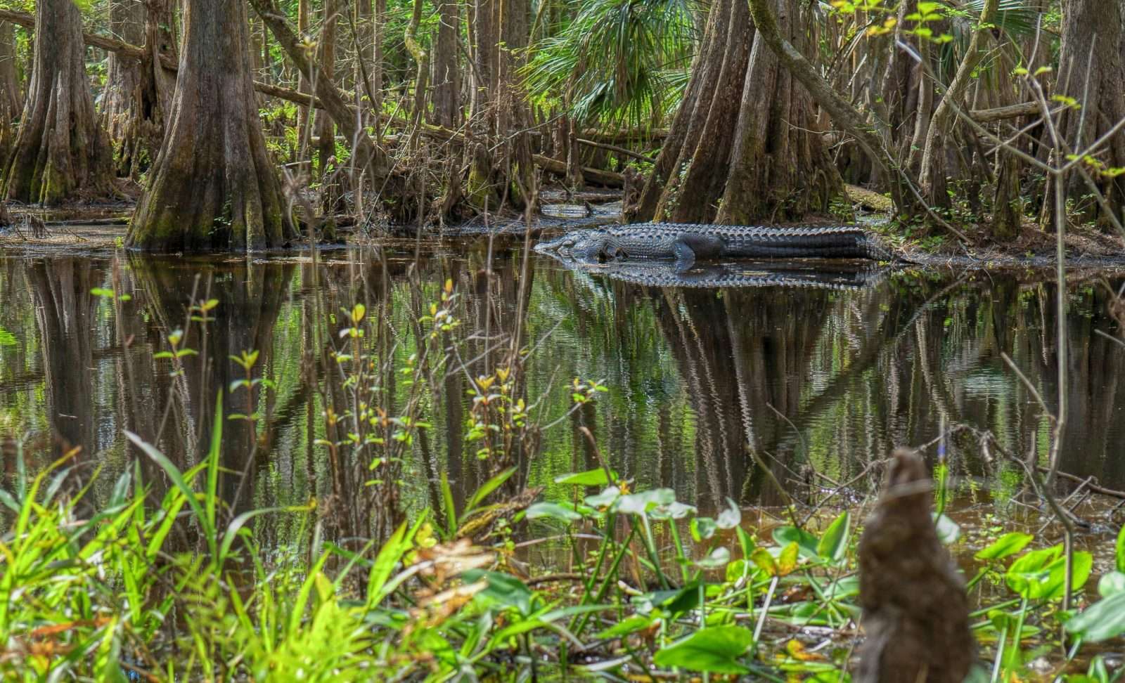 25 American Lagoons and Swamps Locals Warn You Not to Explore 6 pexels thepaintedsquare 11462842