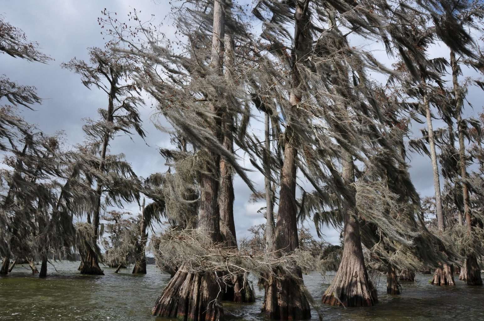 25 American Lagoons and Swamps Locals Warn You Not to Explore 2 pexels tom fournier 208942721 12188900