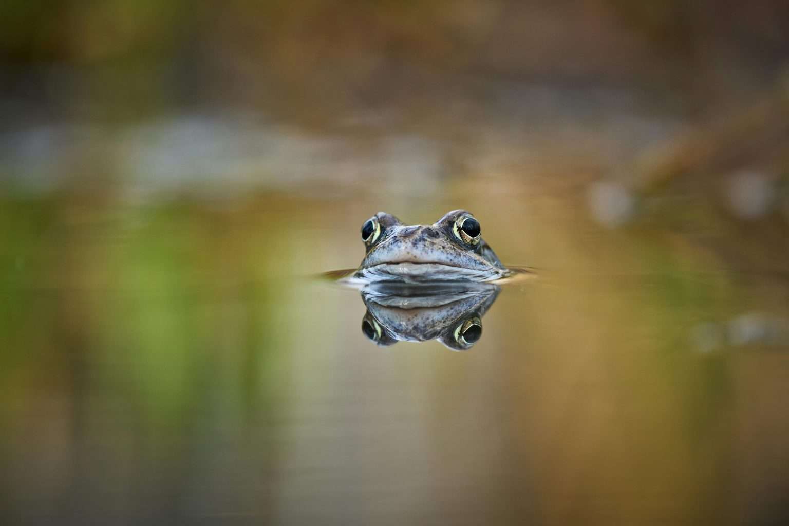25 American Lagoons and Swamps Locals Warn You Not to Explore 15 pexels tommes frites 1141358642 20898083