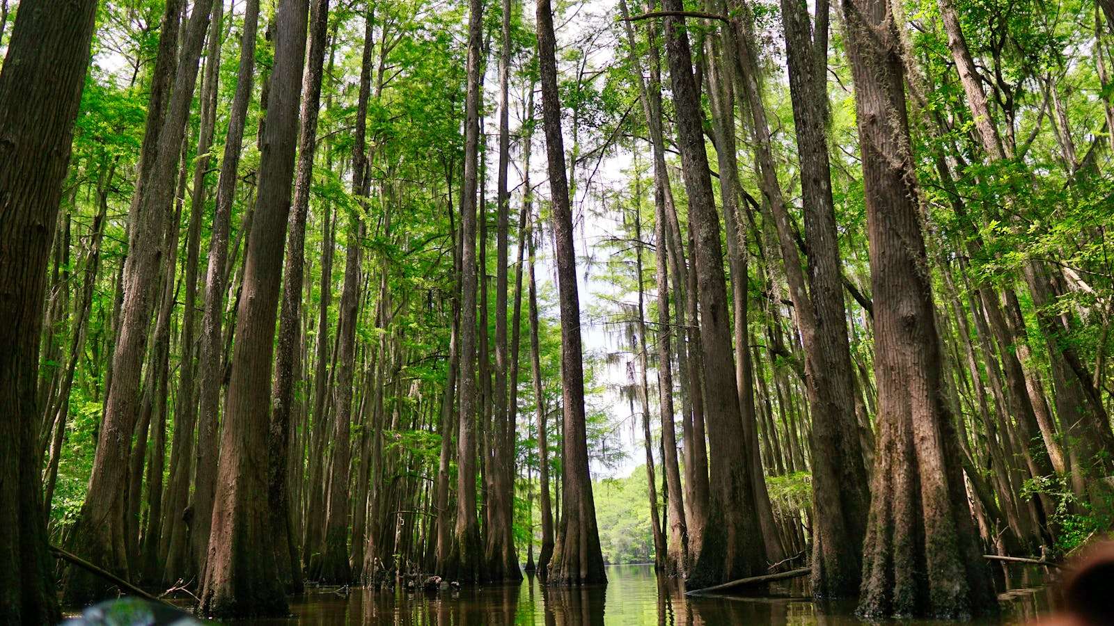 25 American Lagoons and Swamps Locals Warn You Not to Explore 20 Serene view of tall cypress trees in a swamp, creating a lush natural landscape.
