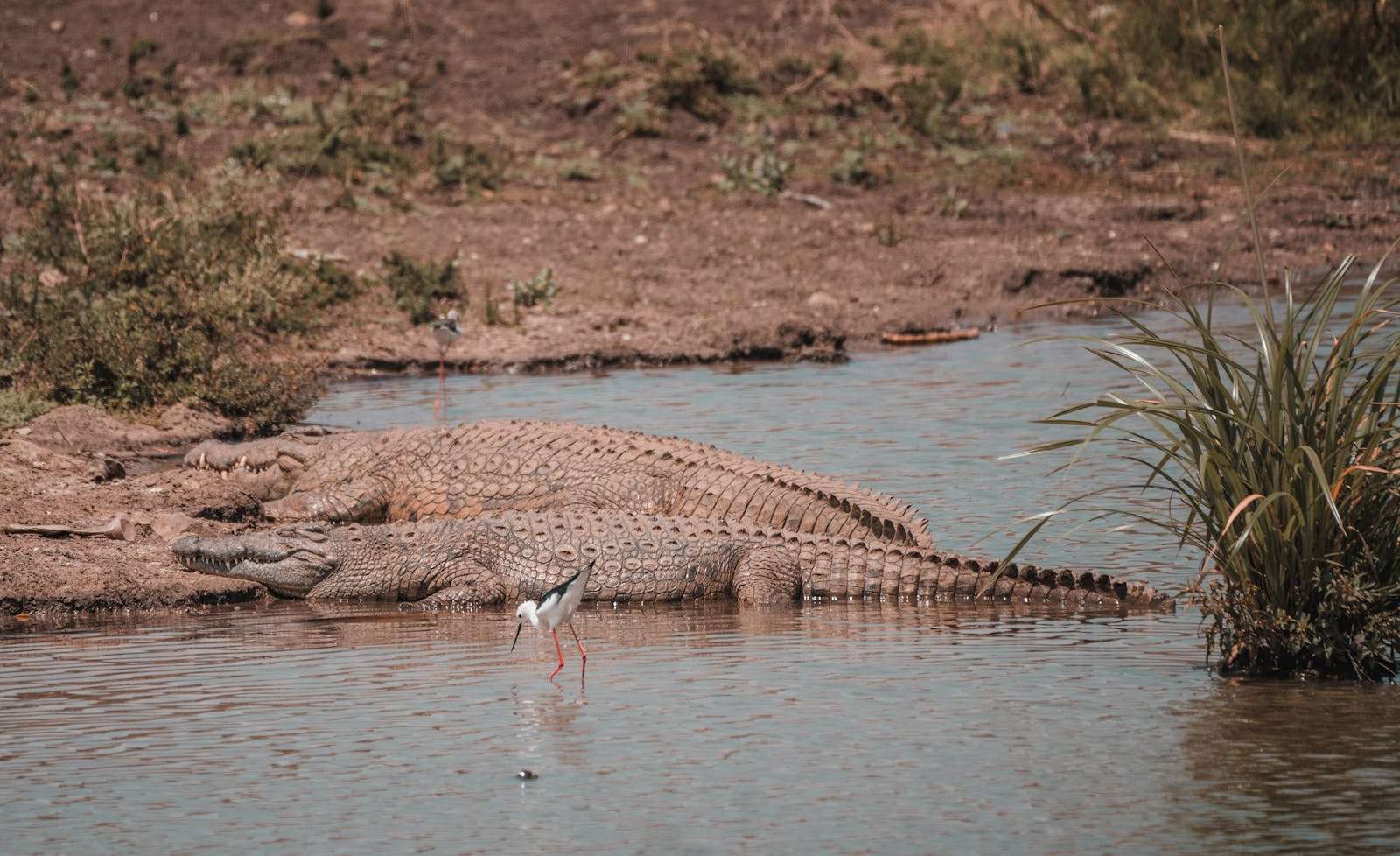 25 American Lagoons and Swamps Locals Warn You Not to Explore 23 Two crocodiles rest by a riverbank in the wild, with a bird nearby, showcasing natural wildlife.