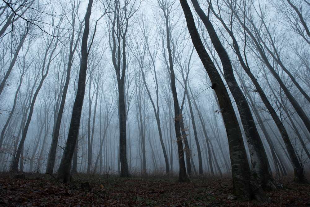21 Forests With Unexplainable Rules Locals Actually Follow 2 shutterstock 1614973822