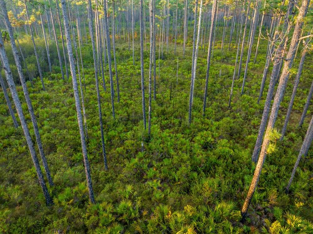 21 Forests With Unexplainable Rules Locals Actually Follow 18 shutterstock 2391196641