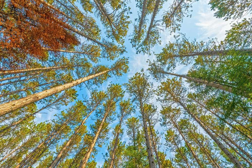 21 Forests With Unexplainable Rules Locals Actually Follow 17 shutterstock 2561671221