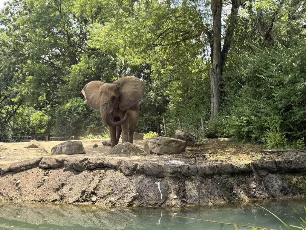 The Travel Hack Hiding in Your Junk Drawer 3 elephant at pittsburgh zoo